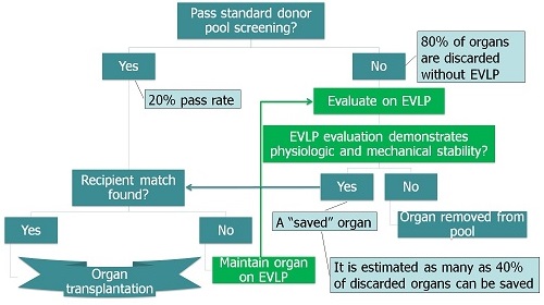 Ex Vivo lung perfusion: donor organ evaluation